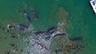 Indonésie: quatre grands cachalots morts échoués sur une plage