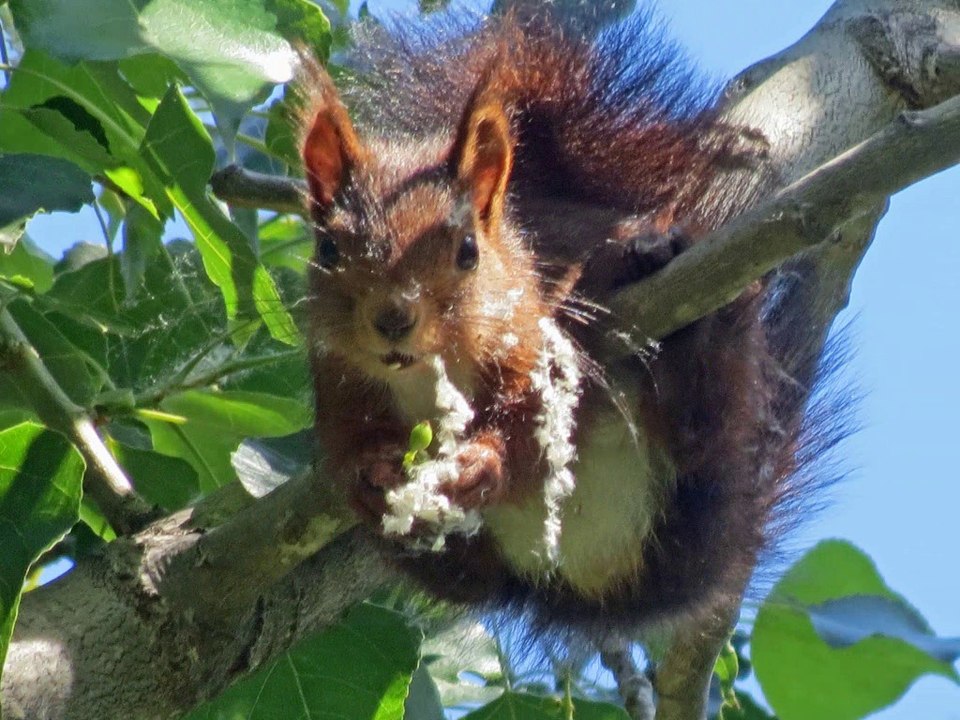 LE CIRCUIT DE ST MARTIN LYS et LE PRAT DEL REY