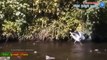 Birds Swallows Everything Snake, huge Fish, Gophers, Dove by Dailyvideo 333   2017