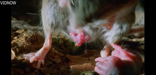 Challenges of Raising Wild Babies