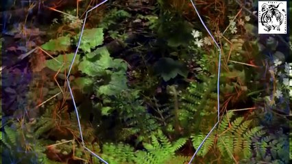 Molitve na Jezeru - sv Vladika Nikolaj