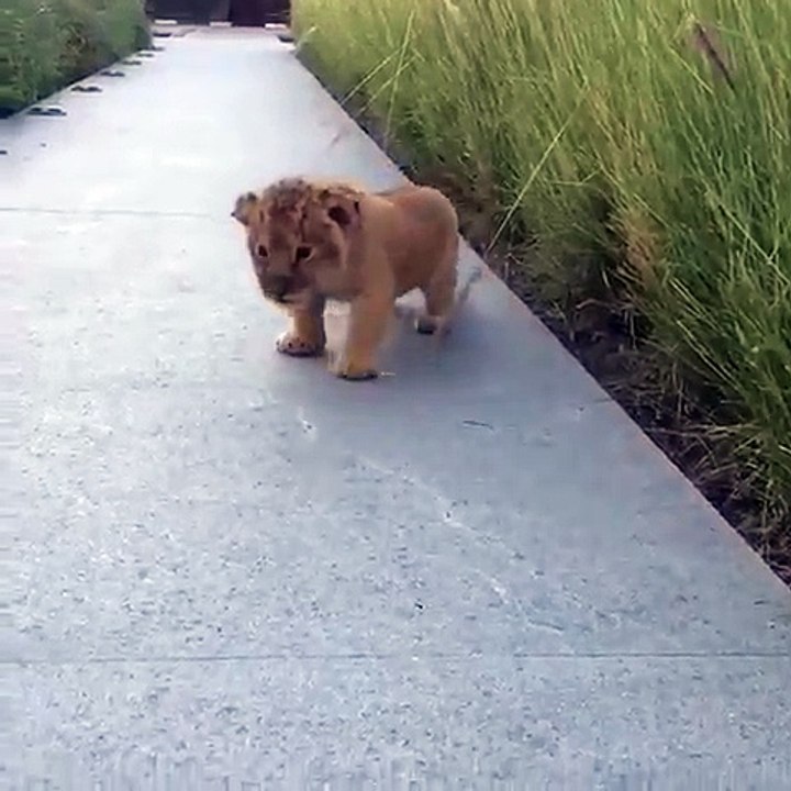 baby lion