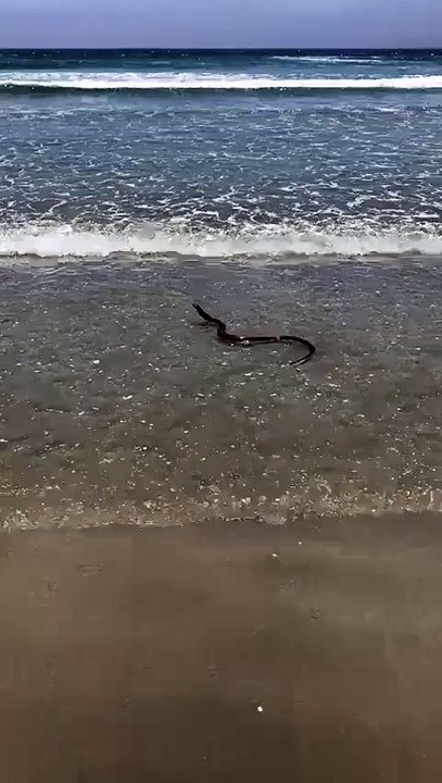 Cape Cobra goes for a swim