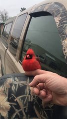 Cet oiseau se laisse caresser par un inconnu