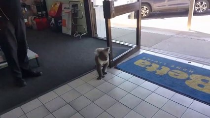 Quand un koala entre faire son shopping dans un magasin