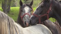 Chileno recibe el premio Ganadero del Año en España por criar caballos pura raza