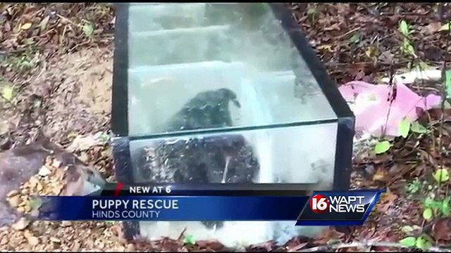 Našao je akvarijum bačen u rijeku. Nije mogao da POVJERUJE šta je bilo u njemu! STRAŠNO!