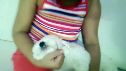 Yeni Köpeğim - Yumak  (Maltese Terrier)