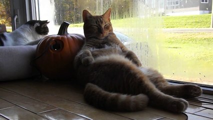 Kitty Falls Asleep in Weird Position