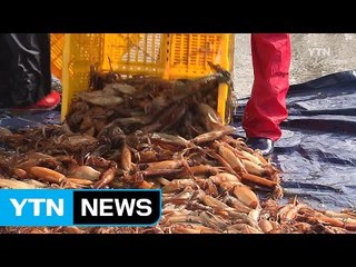 "반갑다 오징어"...금어기 끝난 항포구 활기 / YTN (Yes! Top News)