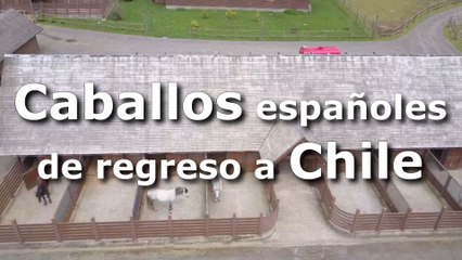 Caballos españoles de regreso a Chile