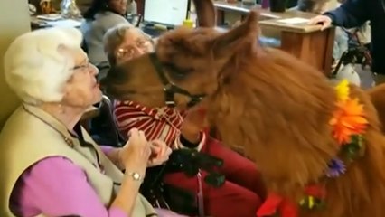 Therapy Llamas Share Love With Elderly, Special Needs Kids