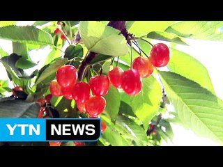 맛 좋고 값싼 국산 체리 생산 본격화 / YTN (Yes! Top News)
