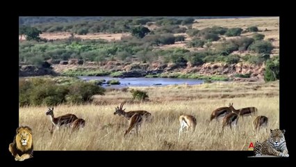 Incredible Baboons Save Impala From Cheetah Attack In Africa Baboon hero