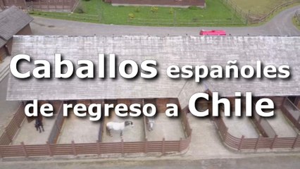 Download Video: Caballos españoles de regreso a Chile-.