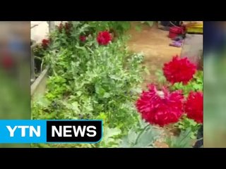 "예뻐서 키웠다" 양귀비 재배한 60대 입건 / YTN (Yes! Top News)