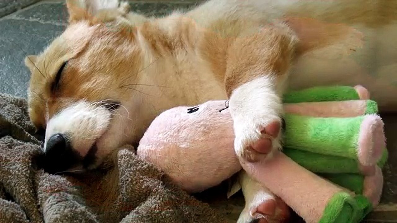Relaxing Hair Dryer Sound with Cute Sleepy Animals Pictures - 30min.