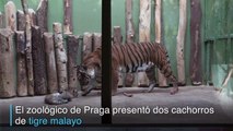 Nacen cachorros de tigre malayo en zoo de Praga