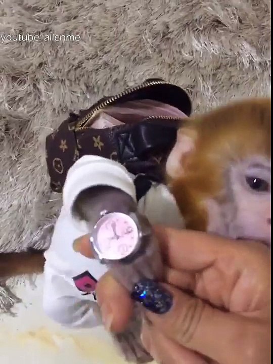 Funny monkey video