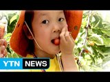 [영상] 새콤달콤 체리 맛이 끝내줘요! / YTN (Yes! Top News)