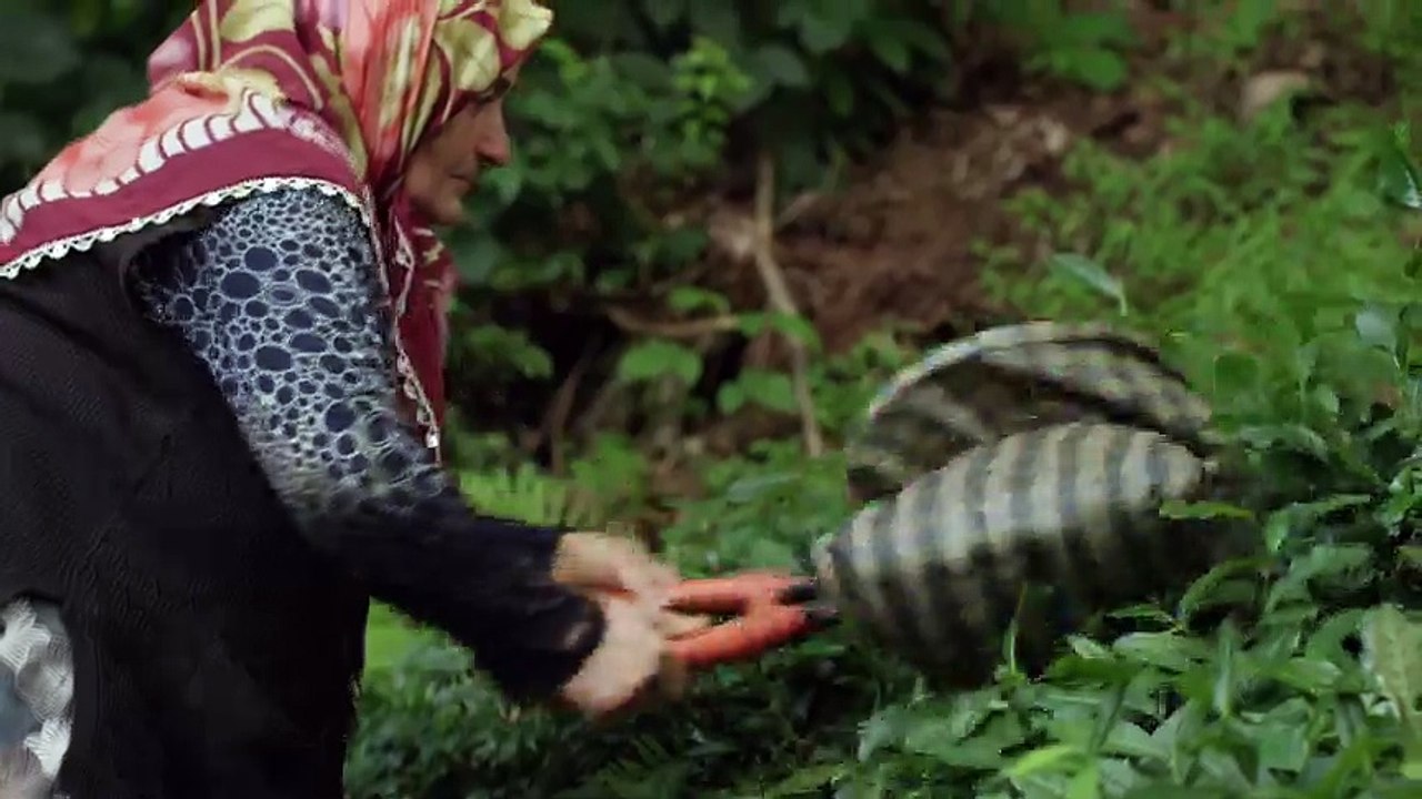 Çay bahçelerinde bisiklet şov