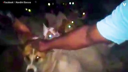 26 Dogs Rescued From An Illegal Meat Trade In India