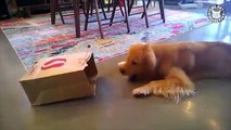 Good Boy Golden Retrievers | Funny Dog Video Compilation 2017