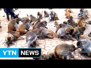 600명이 넘는 '원숭이떼' 중국 마을 점령한 사연 / YTN (Yes! Top News)