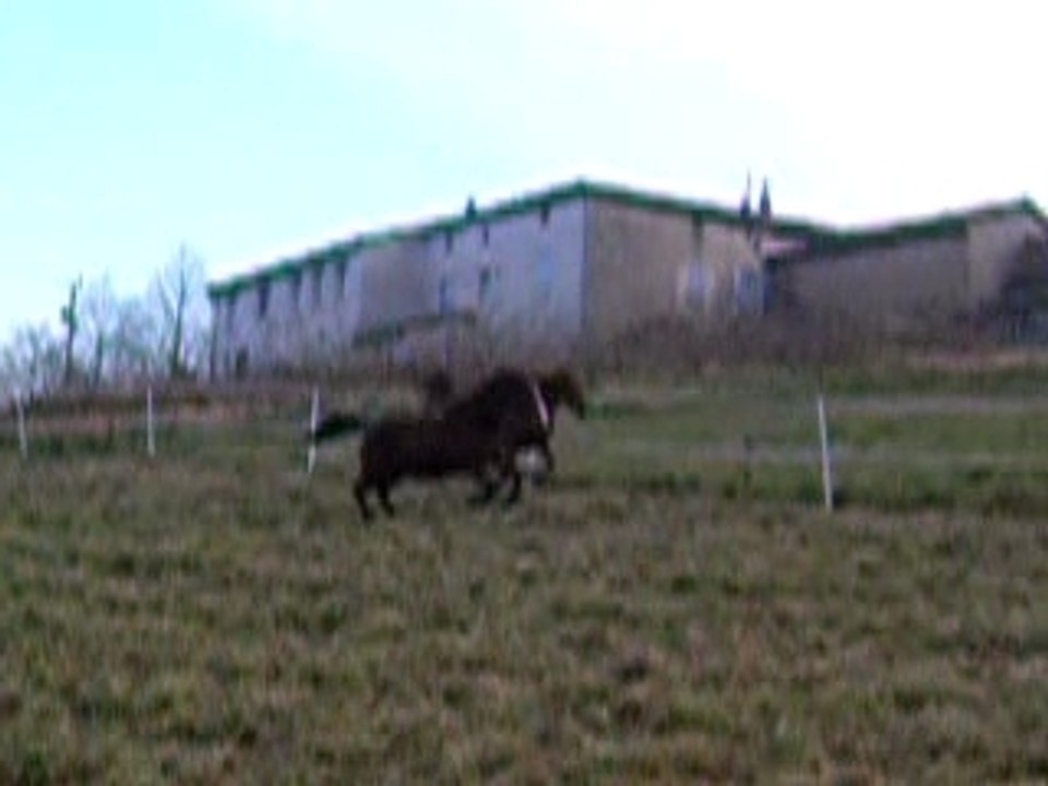 les chevaux