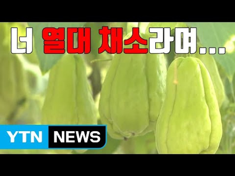 [자막뉴스] 열대 채소 '차요테' 이제는 중부권에서도 재배 / YTN