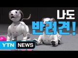 [자막뉴스] 반려견 대신하는 로봇 강아지 / YTN