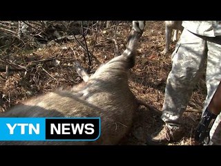 '농사 망치는 멧돼지' 사냥...총기사고 조심 / YTN