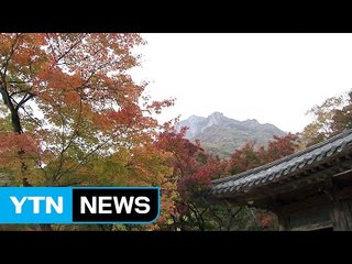 백암산 수놓은 '애기 단풍'...관광객 북적 / YTN