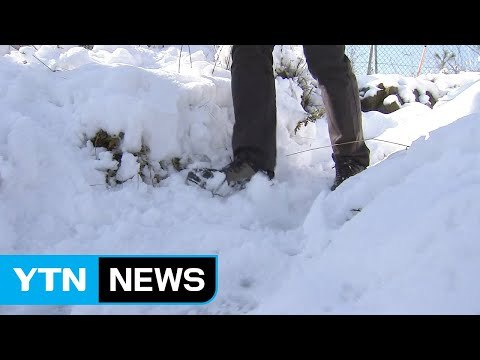 설악산 미시령에 첫 눈...'함박눈'에 겨울 풍경 / YTN