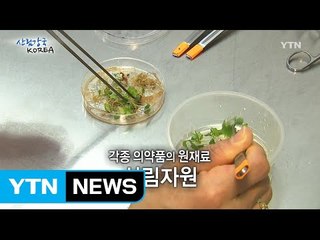 산림강국 코리아 13회 / YTN
