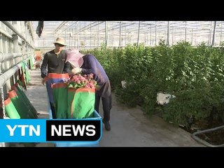 [녹색] 청년이 농촌의 희망...청년 농업인 지원 / YTN