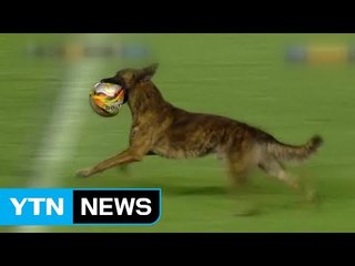 "나도 축구왕" 경기장 난입한 경찰견 / YTN