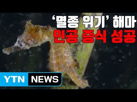 [자막뉴스] '멸종 위기' 해마 인공 증식 성공 / YTN