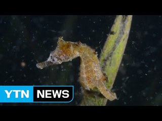 '멸종 위기' 해마 인공 증식 성공 / YTN