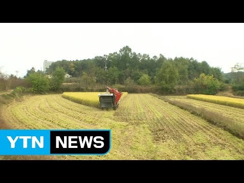 농촌, 막바지 가을걷이...전국 산들에 단풍객 '북적' / YTN