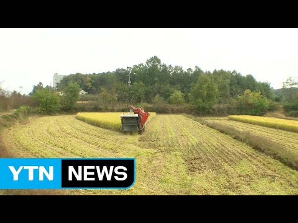 농촌, 막바지 가을걷이...전국 산들에 단풍객 '북적' / YTN