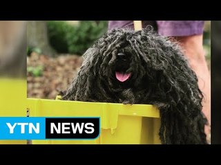 [이브닝] 핼러윈 강아지 축제 승자는 대걸레?! / YTN
