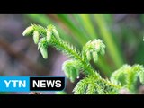 희귀 식물 '물석송' 80년 만에 첫 발견 / YTN