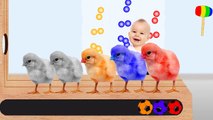 Learn Colors with Colorful Chicks Soccer Balls WOODEN HAMMER Funny Cartoon for Kids Toddlers Babies