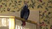 Entertaining parrot whistles vintage song from the Andy Griffith Show