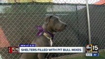 Why are Valley animal shelters full of so many pit bull mixes?