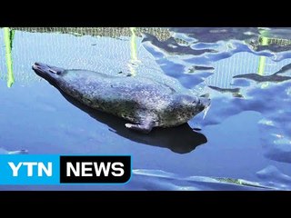 점박이물범 복돌이는 야생 적응 훈련 중  / YTN (Yes! Top News)