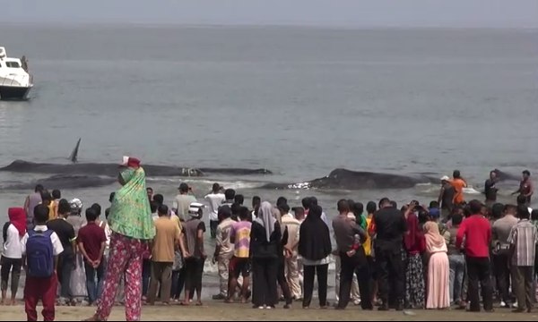 Akademisi Aceh: Paus Terdampar Karena Survei Seismik