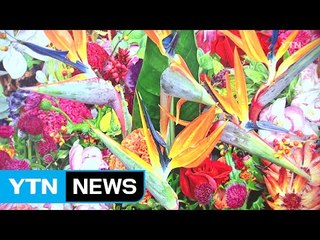 가짜와 진짜를 섞어 꽃꽂이 하는 남자 / YTN (Yes! Top News)