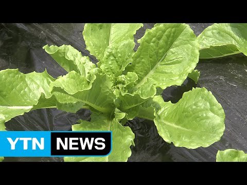 채솟값 폭등...한 달 새 상추 375%↑ 깻잎 109%↑ / YTN (Yes! Top News)